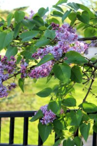 Spring Lilacs Midlife Snowbird Blog