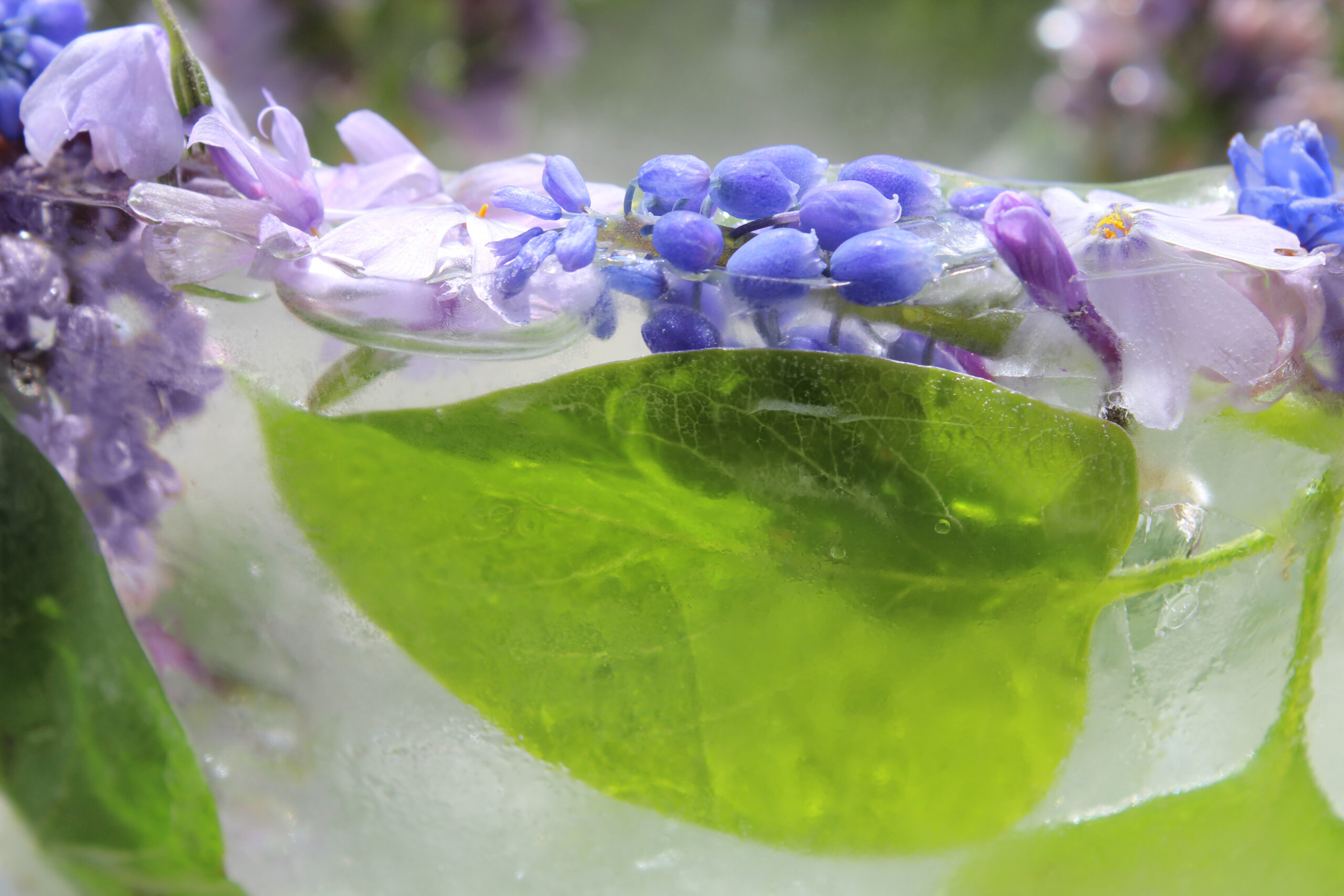 Lilac and Grape Hyacinth Ice Bowl Midlife Snowbird