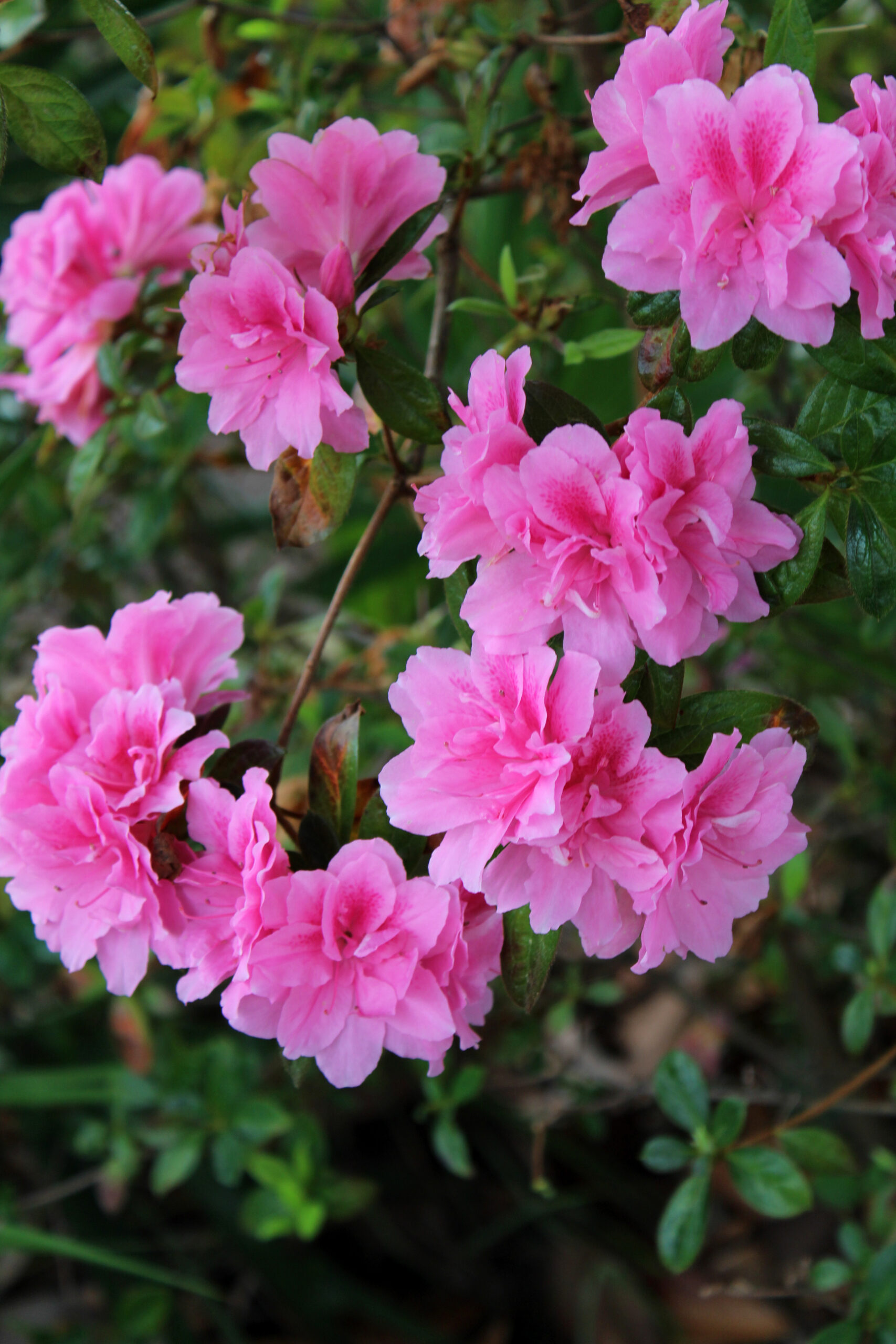 Pink Azalea Midlife Snowbird