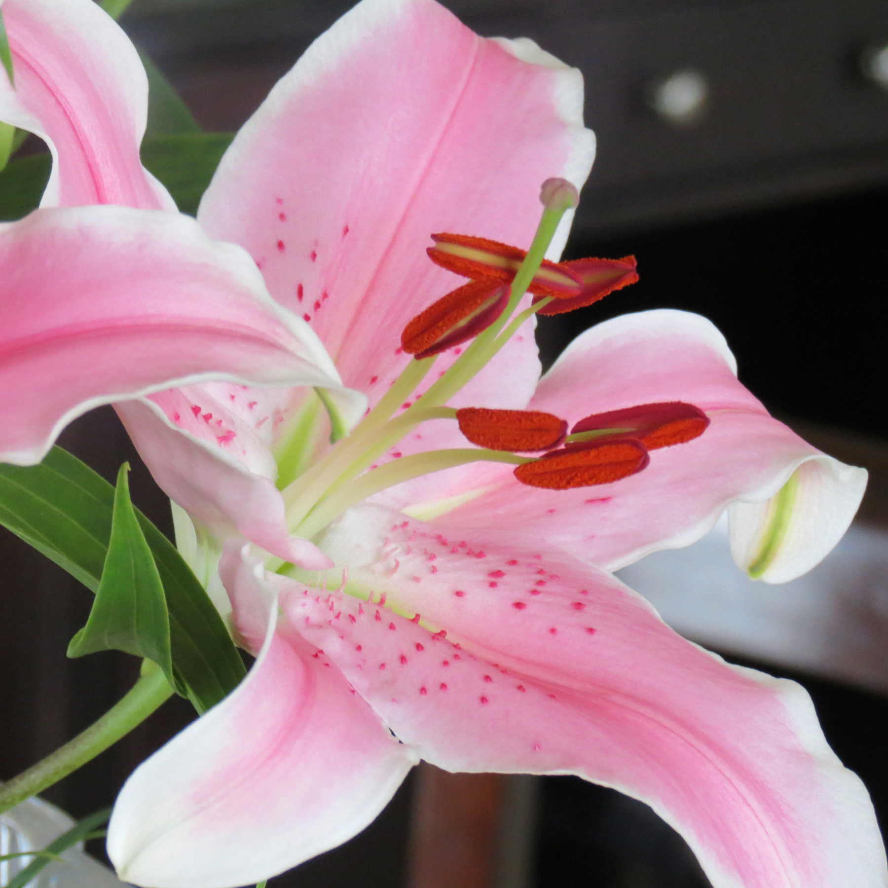 Asian Lily Midlife Snowbird