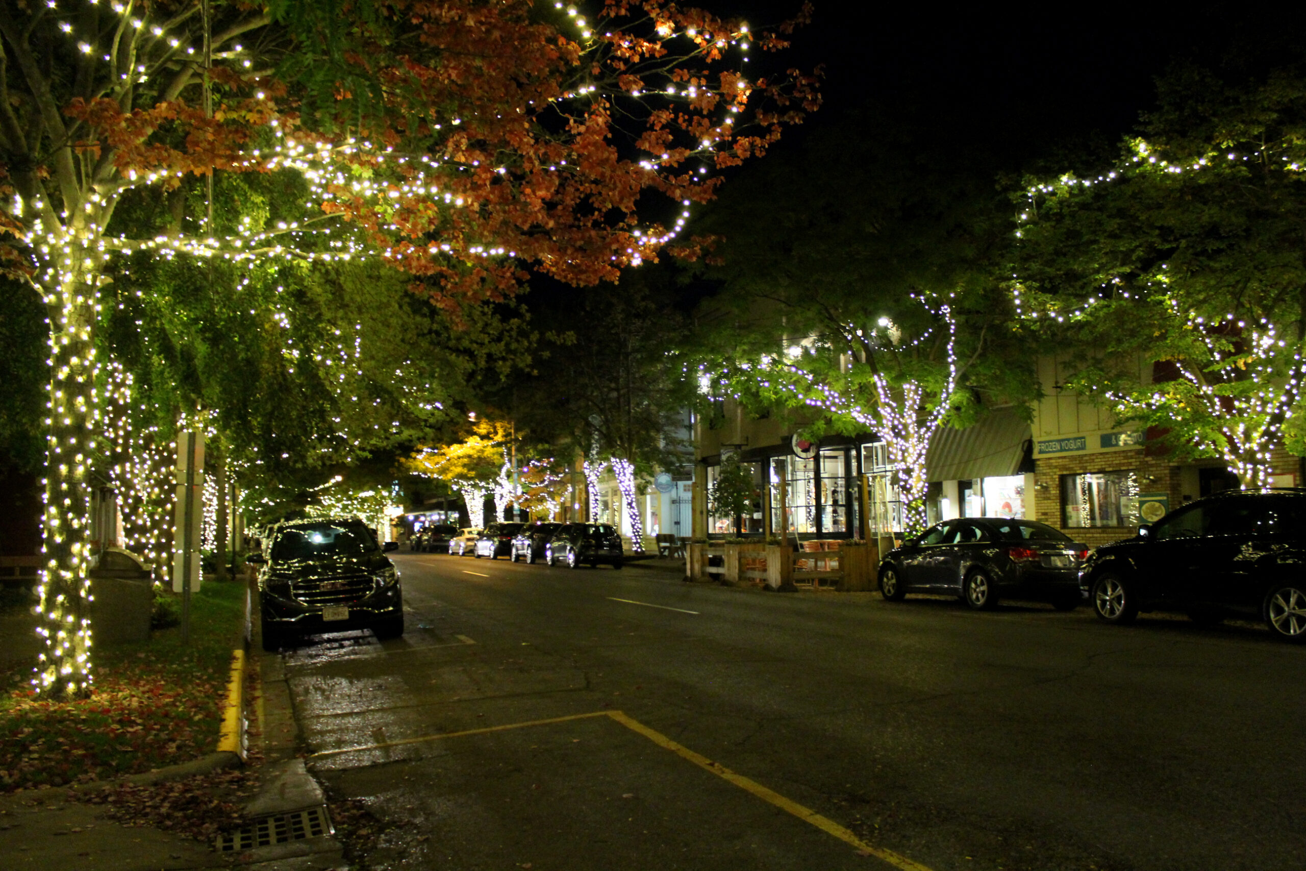 At night, the trees glow from the twinkling white lights wrapped around the trunks [Looking down Butler Street from Culver]