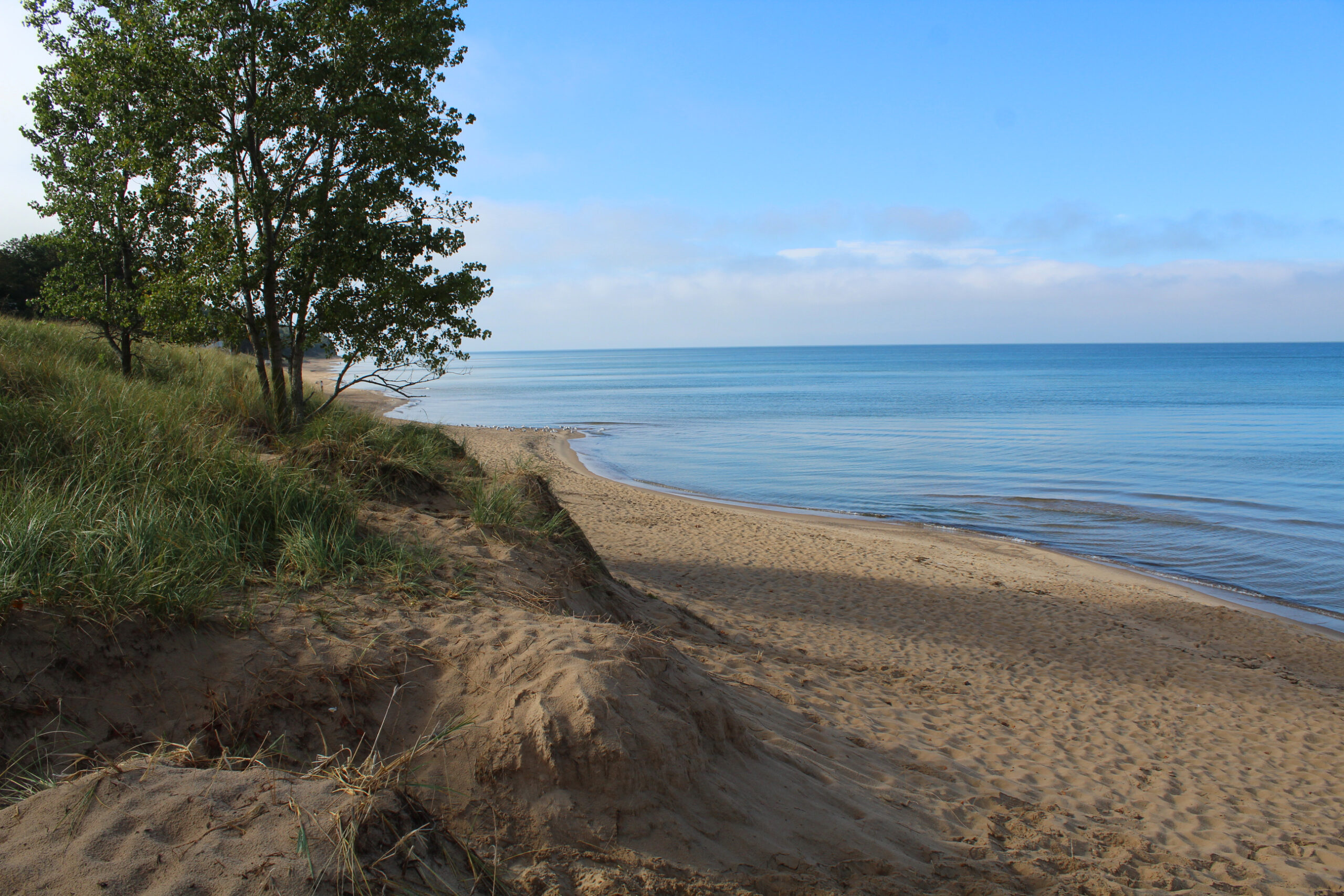 The shoreline dunes of Oval Beach on Lake Michigan were purposefully planted with trees and vegetation to stabilize them