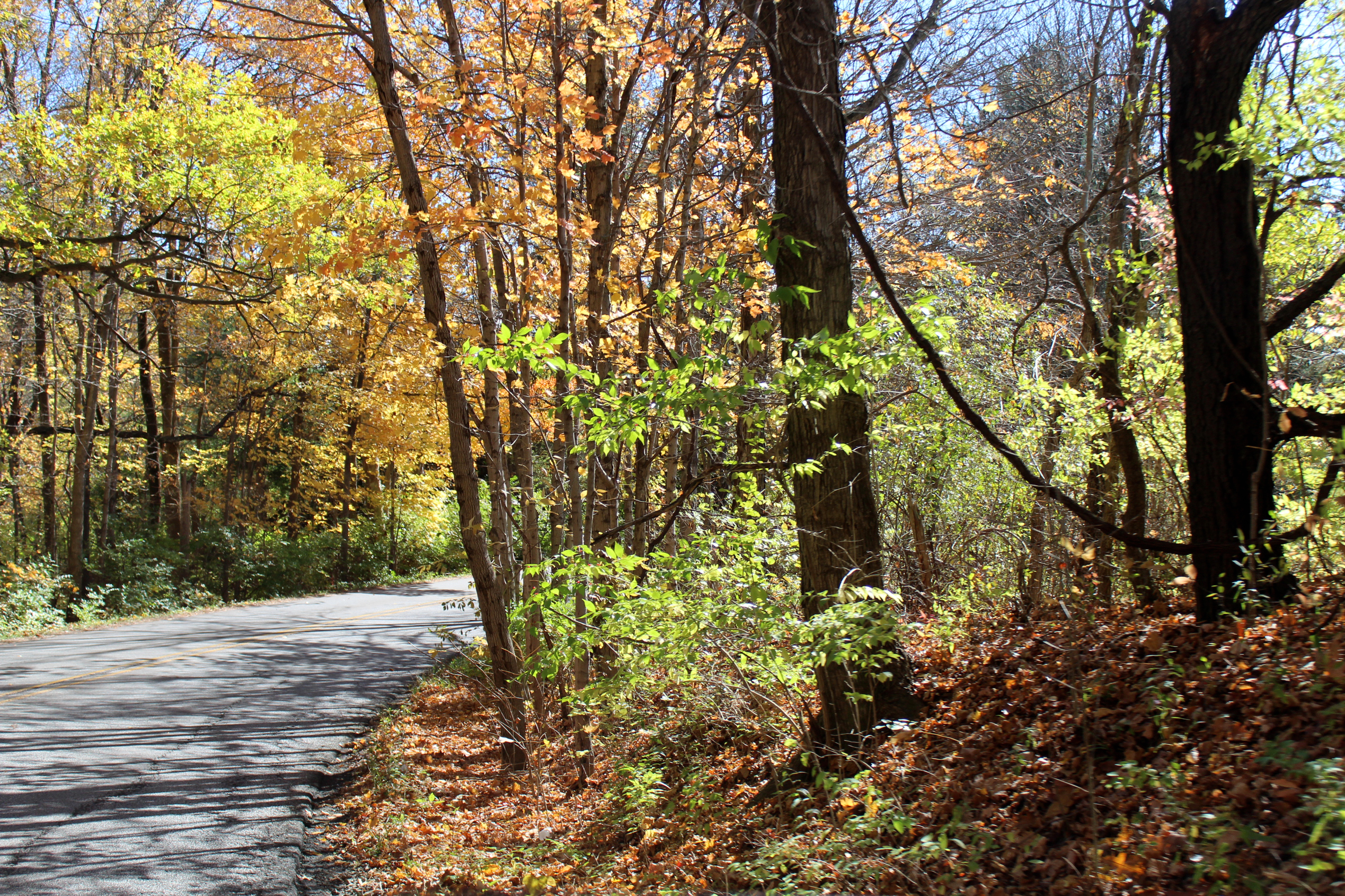 Autumn fall foliage leaves and winding road in rural Indiana