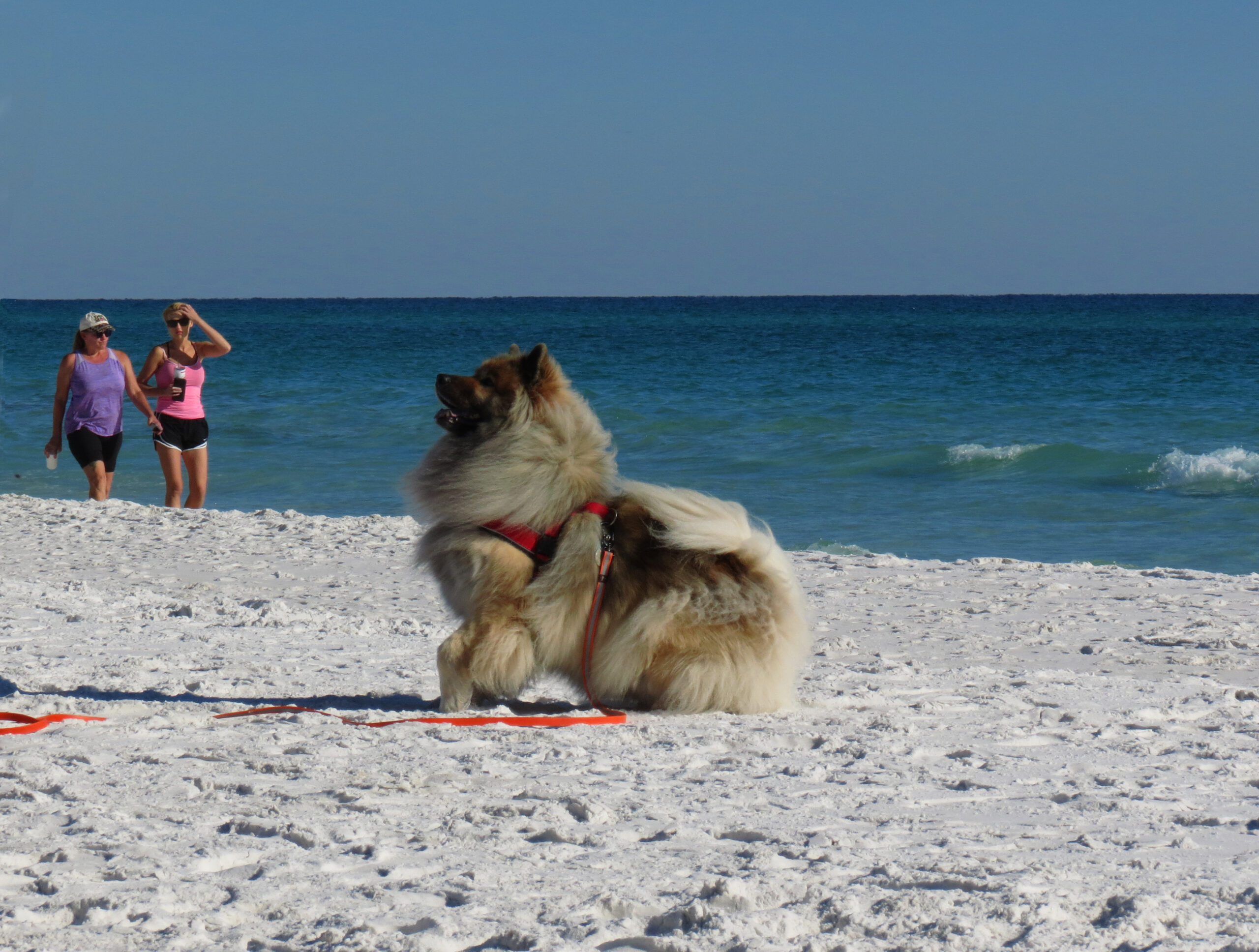 Cosmo is an international flying snowdog who lives in Germany and has made seven round trips to NW Florida since he was a pup 